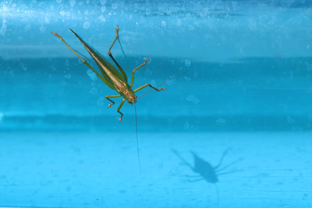 green grasshopper on blue pool water background